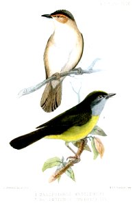 Basileuterus mesoleucus (=Phaeothlypis rivularis mesoleuca) & B. cinereicollis (=Myiothlypis cinereicollis)