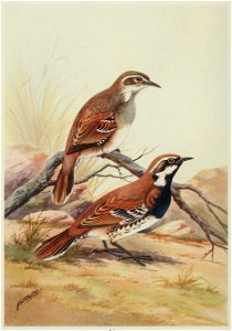 "BLACK THROATED GROUND BIRD 
Cinclosoma alisteri (Mathews)

Male -lower figure Female.- upper figure "