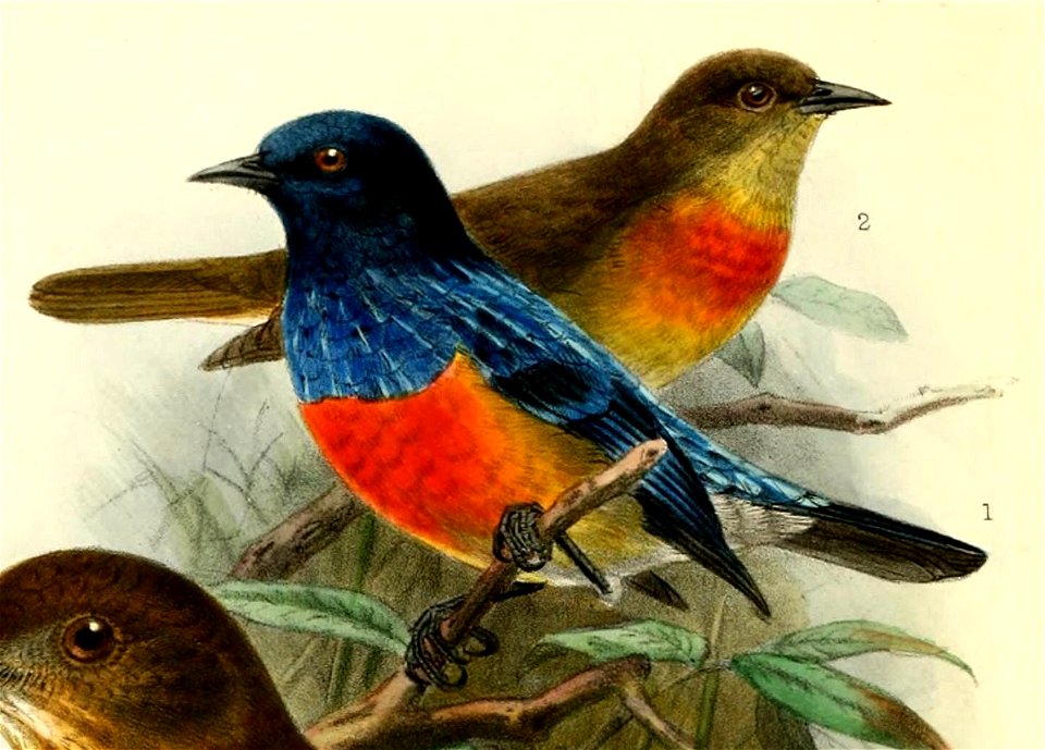 English:  « Dacnis berlepschi » = Dacnis berlepschi (Scarlet-breasted Dacnis)Français :  « Dacnis berlepschi » = Dacnis berlepschi (Dacnis à poitrine rouge