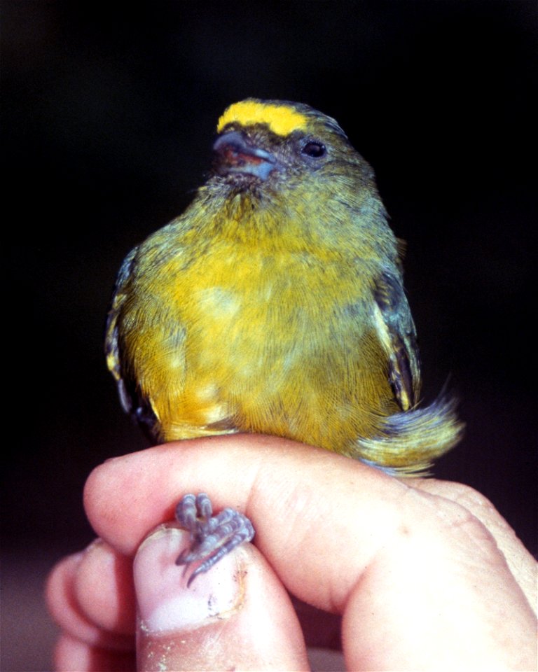 Bronze-green Euphonia (Euphonia mesochrysa). Male from Cordillera del Cóndor, Ecuador.