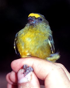 Bronze-green Euphonia (Euphonia mesochrysa). Male from Cordillera del Cóndor, Ecuador.