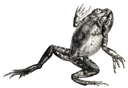 Rana dobsonii = Sphaerotheca dobsonii