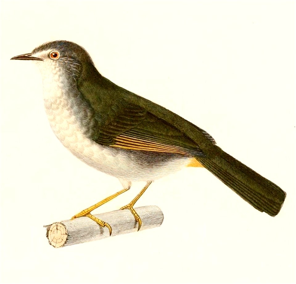 English:  « Sylvia leucoblephara » = Basileuterus leucoblepharus (White-browed Warbler)Français :  « Sylvia leucoblephara » = Basileuterus leucoblepharus (