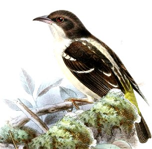 Ploceus angolensis