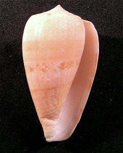 Conus anemone peronianus Irefale 1931 (synonym: Floraconus anemone anemone peronianus); Conidae