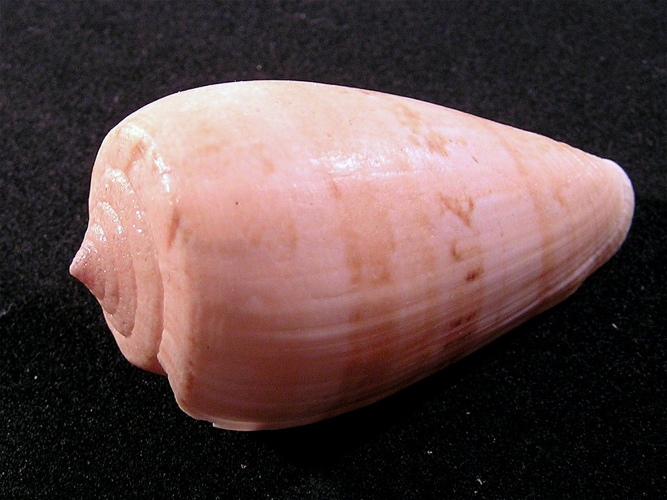 Conus anemone peronianus Irefale 1931 (synonym: Floraconus anemone anemone peronianus); Conidae