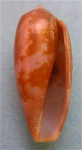Conus obscurus G.B. Sowerby II, 1833 ; the Philippines