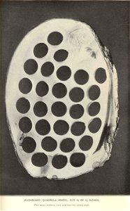 Megalonaias nervosa syn. Quadrula heros; Five dozen buttons were cut from the entire shell

 Washboard (Quadrula Heros), size 4 5/8 by 6 1/2 Inches
Five dozen buttons were cut from the entire shell

S