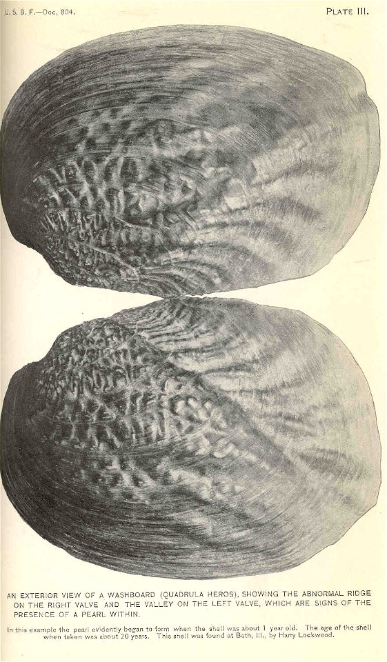 Exterior view of a washboard (Quadrula heros), showing the abnormal ridge on the right valve and the valley on the left valve, which are signs of the presence of apearl within
Subject: Mussels, Pearl 