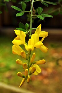 Flowers yellow flowers yellow
