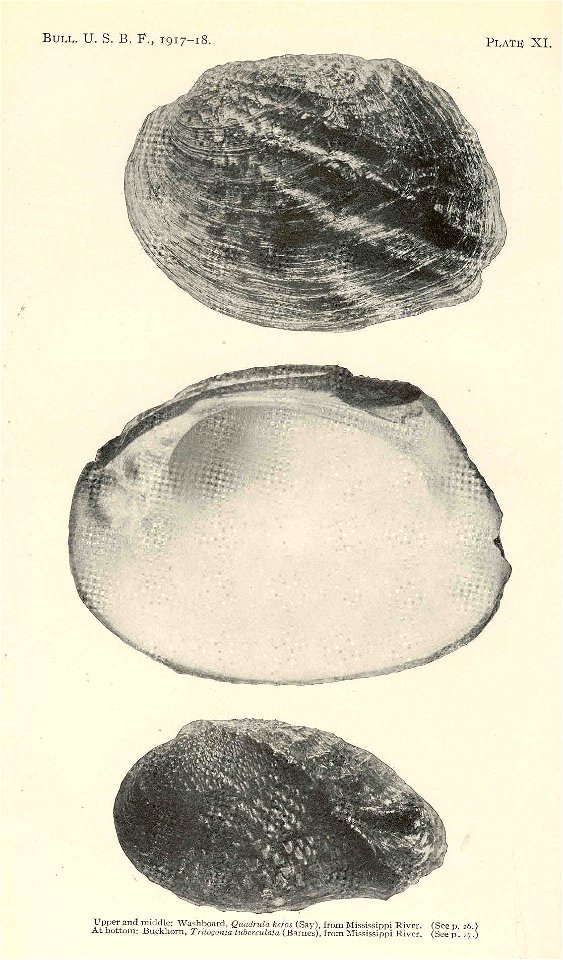 Washboard, Quadrula heros (Say), from Mississippi River,  upper and middle; Buckhorn, Tritogonia tuberculata (Barnes) from Mississippi River, at Bottom
Subject: Quadrula, Tritogonia tuberculata, Fresh