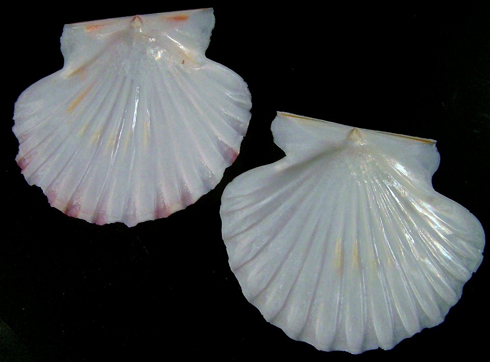Annachlamys flabellata J. B. Lamarck, 1819, a scallop from the family Pectinidae; Australia.