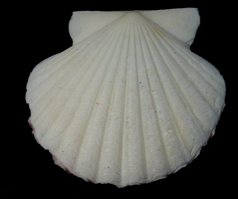 Annachlamys flabellata J. B. Lamarck, 1819, a scallop from the family Pectinidae; Australia.