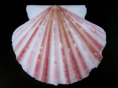 Annachlamys flabellata J. B. Lamarck, 1819, a scallop from the family Pectinidae; Australia