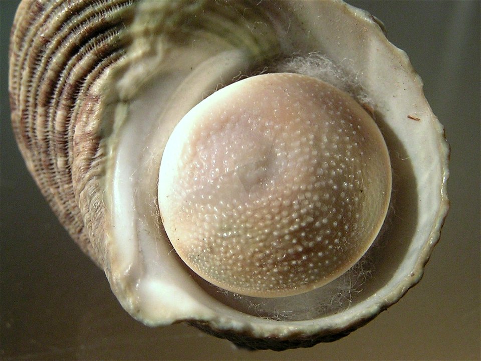 Turbo chinensis  Ozawa & Tomida, 1995, a sea snail from the family Turbinidae; Taiwan
