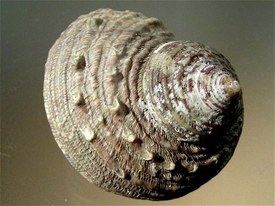 Turbo chinensis Ozawa & Tomida, 1995, a sea snail from the family Turbinidae; Taiwan photo