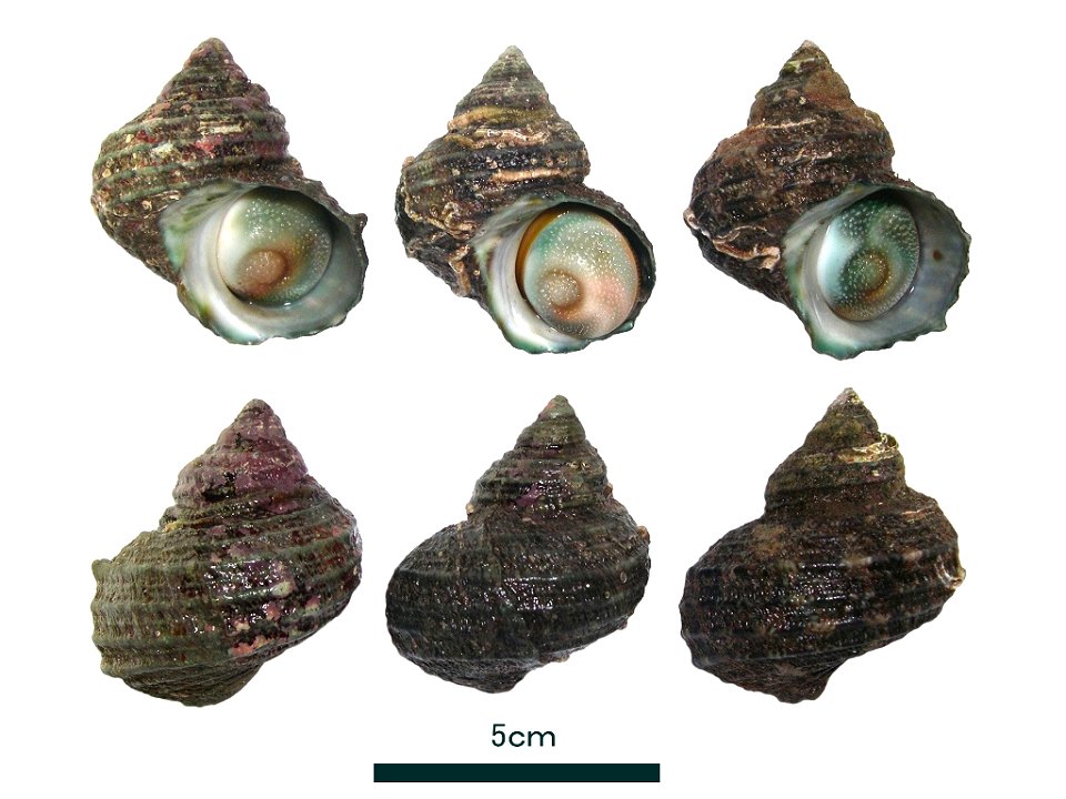 Turbo (Batillus) chinensis Ozawa et Tomida, 1995  (Gastropoda: Vetigastropoda: Turbinidae) harvested along the coast of China.

ja: 中国沿岸で漁獲されたナンカイサザエ。