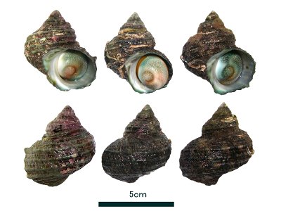 Turbo (Batillus) chinensis Ozawa et Tomida, 1995  (Gastropoda: Vetigastropoda: Turbinidae) harvested along the coast of China.

ja: 中国沿岸で漁獲されたナンカイサザエ。