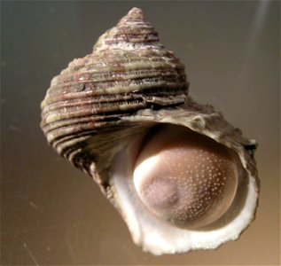 Turbo chinensis Ozawa & Tomida, 1995, a sea snail from the family Turbinidae; Taiwan photo