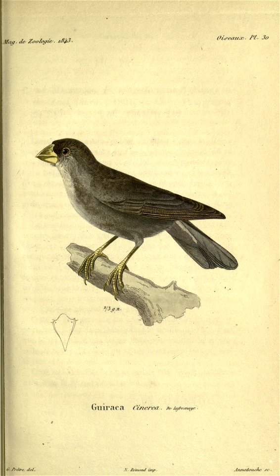 Piezorina cinerea syn. Guiraca cinereaMagasin de zoologie.