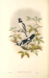 Piezorhynchus castus = Carterornis pileatus castus - The birds of New Guinea and the adjacent Papuan islands : including many new species recently discovered in Australia. v.2 (Plate 47).