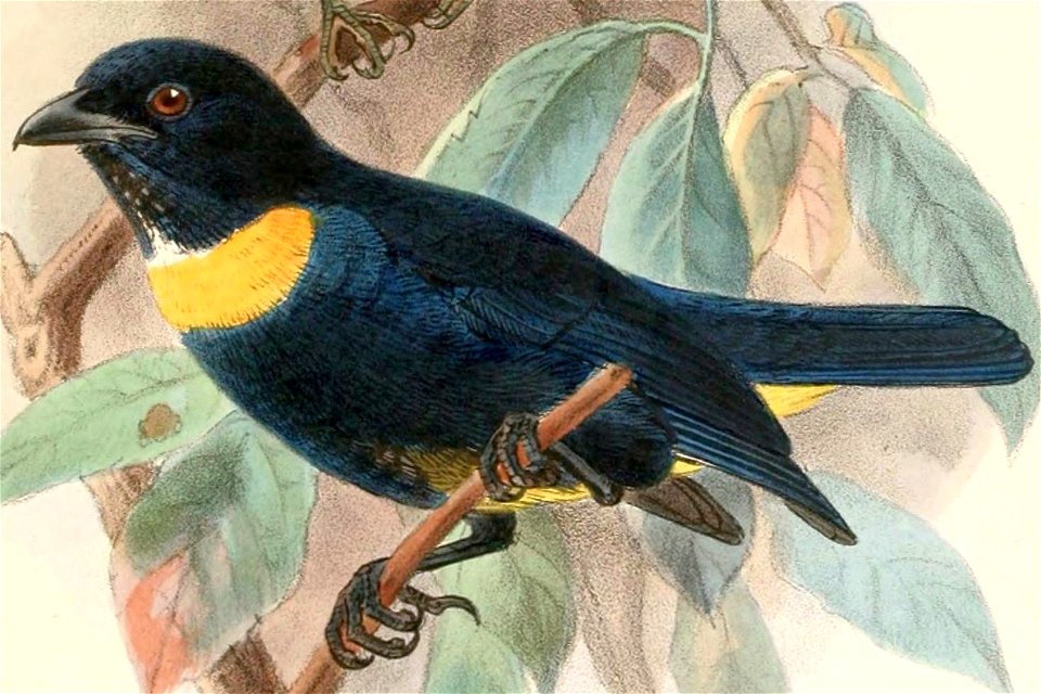 English:  « Buthraupis rothschildi » = Bangsia rothschildi (Golden-chested Tanager)Français :  « Buthraupis rothschildi » = Bangsia rothschildi (Tangara de
