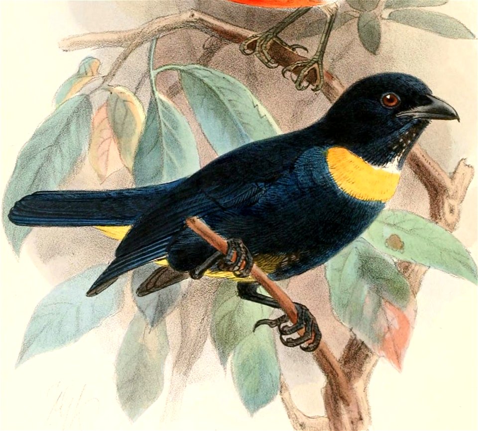 English:  « Buthraupis rothschildi » = Bangsia rothschildi (Golden-chested Tanager)Français :  « Buthraupis rothschildi » = Bangsia rothschildi (Tangara de