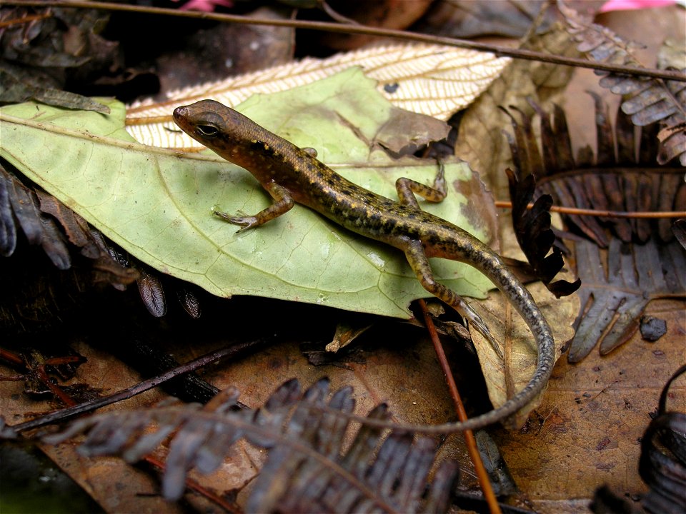 Black-spotted sphenomorphus