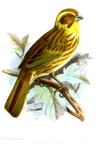 Serinus whytii (Yellow-browed Seedeater) = Crithagra whytii