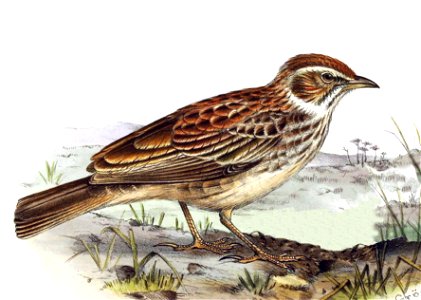 Gillett's lark, Mirafra gilletti Sharpe, 1895 edited version, of the third of five volumes of G. E. Shelley's Birds of Africa (1896 to 1912)