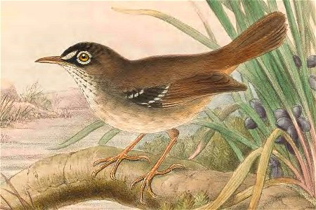Sericornis beccarii in The birds of New Guinea and the adjacent Papuan islands, including many new species recently discovered in Australia. v.3 (Plate 4).