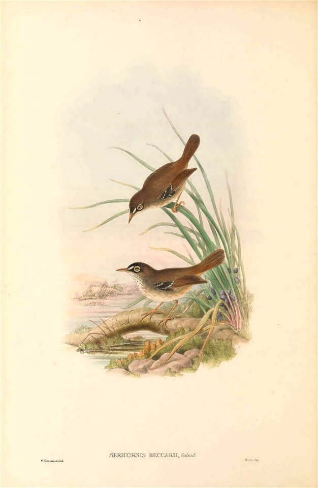 Sericornis beccarii in The birds of New Guinea and the adjacent Papuan islands, including many new species recently discovered in Australia. v.3 (Plate 4).