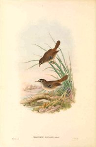Sericornis beccarii in The birds of New Guinea and the adjacent Papuan islands, including many new species recently discovered in Australia. v.3 (Plate 4).