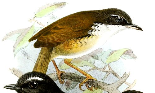 Suya albigularis = Napothera pasquieri (?)
