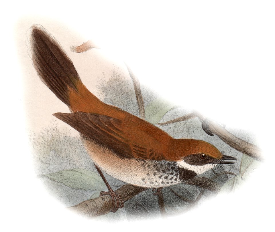 English:  « Rhipidura semirubra » = Rhipidura semirubra (Manus Fantail)Français :  « Rhipidura semirubra » = Rhipidura semirubra (Rhipidure de l'Amirauté)