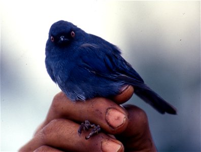 Bluish Flowerpiercer (Diglossopis caerulescens) in Ecuador