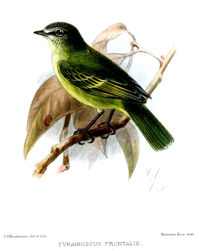 Tyranniscus frontalis = Zimmerius viridiflavus