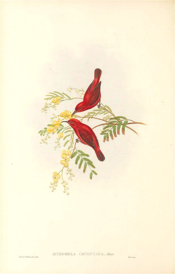 Myzomela cruentata in The birds of New Guinea and the adjacent Papuan islands, including many new species recently discovered in Australia. v.3 (Plate 71).