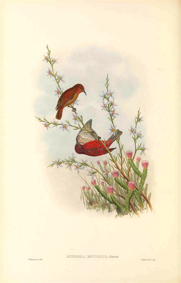 Myzomela erythrina in The birds of New Guinea and the adjacent Papuan islands, including many new species recently discovered in Australia. v.3 (Plate 65).