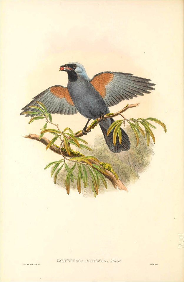 Campephaga strenua = Coracina caeruleogrisea - The birds of New Guinea and the adjacent Papuan islands : including many new species recently discovered in Australia. v.2 (Plate 3).