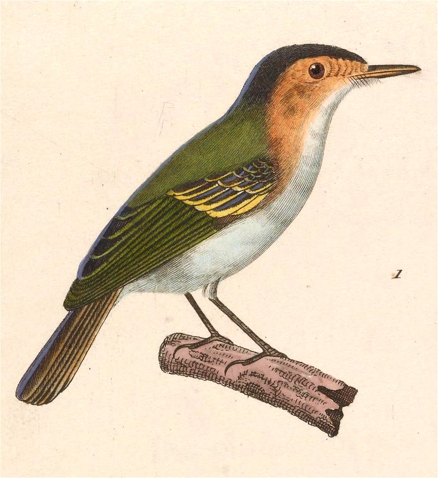 English:  « Muscicapa gularis » = Poecilotriccus plumbeiceps (Ochre-faced Tody-Flycatcher) - maleFrançais :  « Muscicapa gularis » = Poecilotriccus plumbei