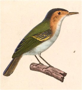 English:  « Muscicapa gularis » = Poecilotriccus plumbeiceps (Ochre-faced Tody-Flycatcher) - maleFrançais :  « Muscicapa gularis » = Poecilotriccus plumbei