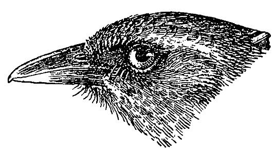Mitrospingus oleagineus head