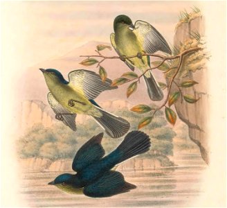 Urocharis longicauda = Melanocharis longicauda in The birds of New Guinea and the adjacent Papuan islands, including many new species recently discovered in Australia. v.4. (Plate 11)