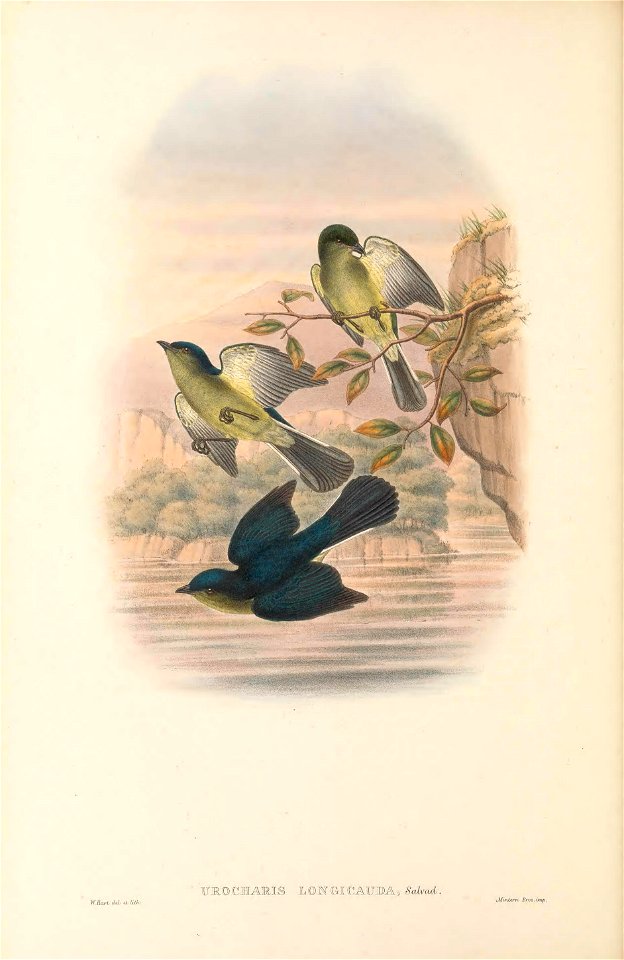 Urocharis longicauda = Melanocharis longicauda in The birds of New Guinea and the adjacent Papuan islands, including many new species recently discovered in Australia. v.4. (Plate 11)