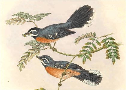 Rhipidura hyperythra - The birds of New Guinea and the adjacent Papuan islands : including many new species recently discovered in Australia. v.2 (Plate 33).