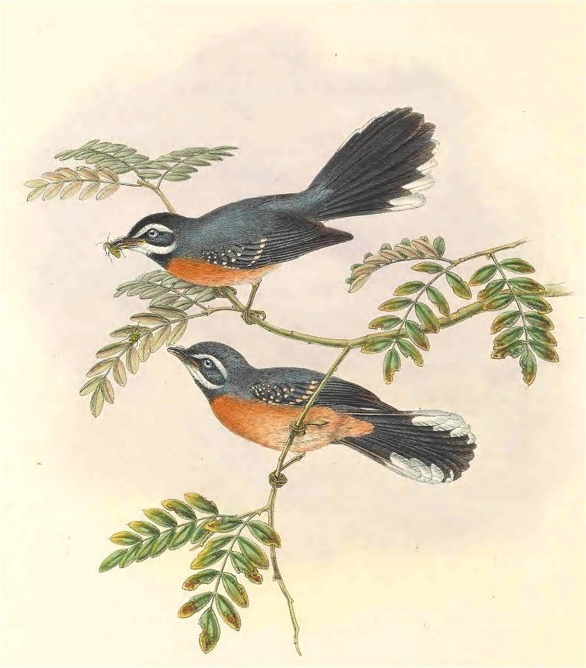 Rhipidura hyperythra - The birds of New Guinea and the adjacent Papuan islands : including many new species recently discovered in Australia. v.2 (Plate 33).