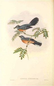Rhipidura hyperythra - The birds of New Guinea and the adjacent Papuan islands : including many new species recently discovered in Australia. v.2 (Plate 33).