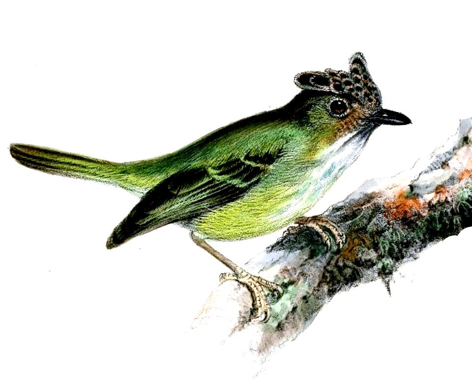 Double-banded Pygmy-tyrant (below)
