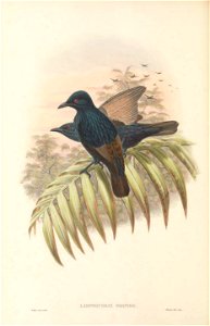 Lamprocorax grandis = Aplonis grandis in The birds of New Guinea and the adjacent Papuan islands, including many new species recently discovered in Australia. v.4. (Plate 18)